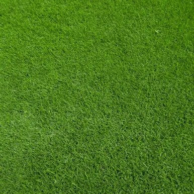 Bermuda Tifway 419 sod