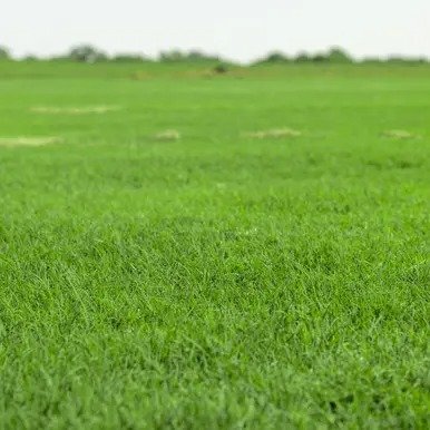 Celebration Bermuda sod