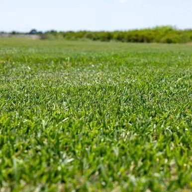 Palmetto St Augustine sod