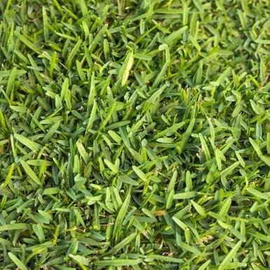 Raleigh St Augustine sod