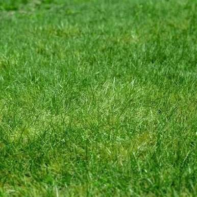 Zeon Zoysia sod