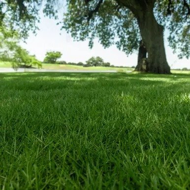 Zorro Zoysia sod
